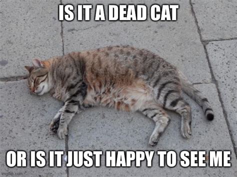 Dead Cats Can Do Anything Imgflip