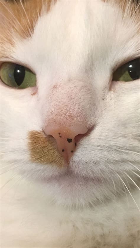Our Cat Chloé Has Freckles On Her Nose It Seems Like A Ladybug