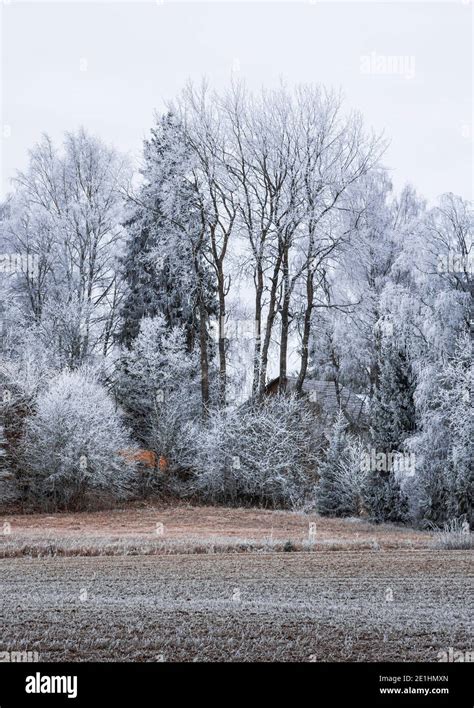 Trees Covered By Hoar Frost Stock Photo Alamy
