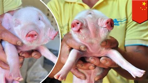 Freaky Animals Two Headed Pig Born On China Farm With Two Snouts And