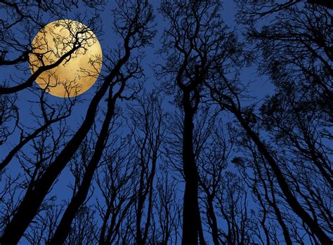 Full Moon Trees Silhouette Free Stock Photo Public Domain Pictures