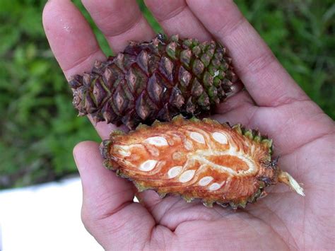 The handsome, tall straight trunk and beautiful red bark add to its beauty. This is the inside of a pine-cone. Wonderful picture for ...