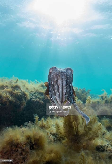 Male Australian Giant Cuttlefish Swimming Over Kelp On A Sunny