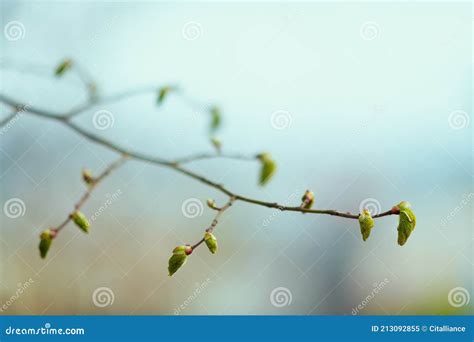 Closeup On Buds On Tree In Spring Stock Image Image Of Gardening