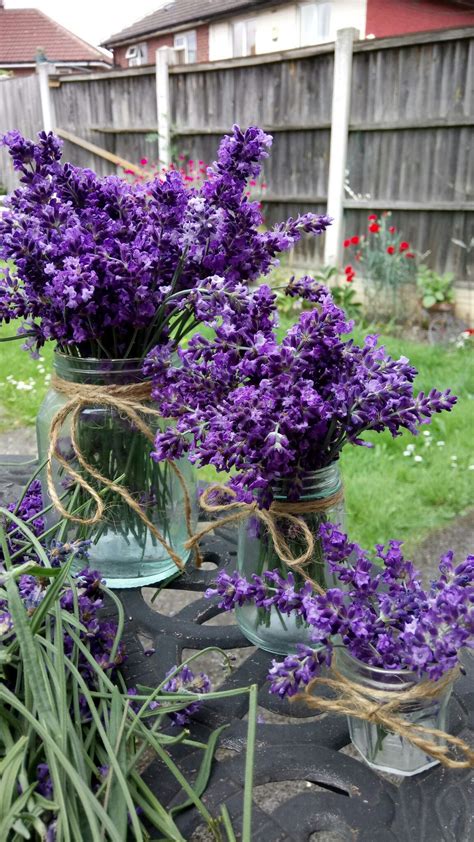 My Lovely Lavender At Its Best Lovely Lavender Plants Garden