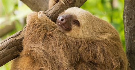 Sleep Sloth Helps You Go To Bed Worry Free Plus 4 Other Tools For