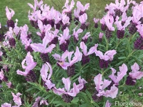 10 Best Fragrant Flowers To Plant That Smell Good For Garden Florgeous
