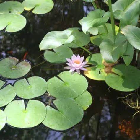 12 Best Plants That Clean And Filter Pond Water 2023 Updated Pond Informer