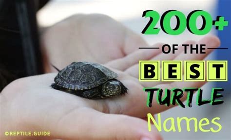 Best Turtle Names