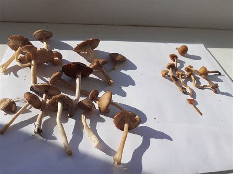 Need Help With Id Psilocybe Cubensispes Hawaii Outdoor Mushroom