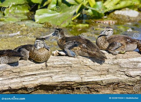 Wood Duck Babies Gathered Together On A Log Stock Photo Image Of