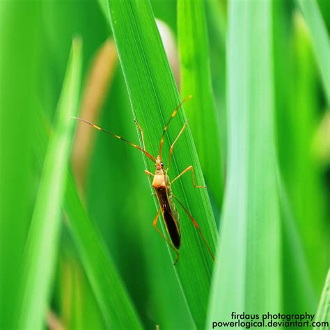 Gratis untuk komersial tidak perlu kredit bebas hak cipta. Ciri Khusus Walang Sangit dan Fungsinya | .: Biologi Pedia