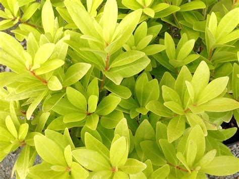10 Plants With Golden Foliage Triangle Gardener Magazine