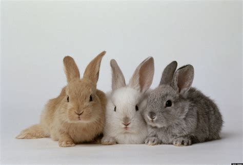 20 Rabbit Facts That Dont Make Sense