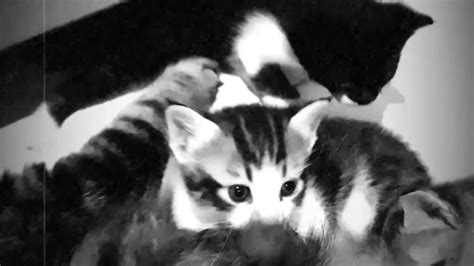 Setelah itu, amati seberapa sering. PERSILANGAN KUCING MAINE COON & KUCING KAMPUNG - YouTube