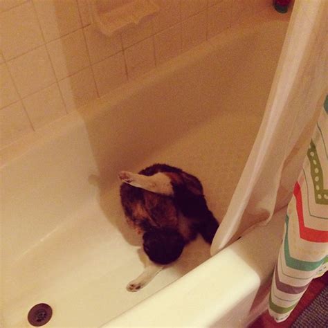Because You Are Supposed To Bathe In The Bathtub Northendgirl Flickr