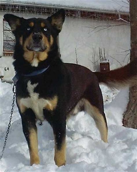 Hi animal lovers, i see you are looking for 55+ rottweiler husky mix puppy. The Rottweiler Husky Mix (Rottsky): Too Much Of A Handful Or The Ideal Mix?