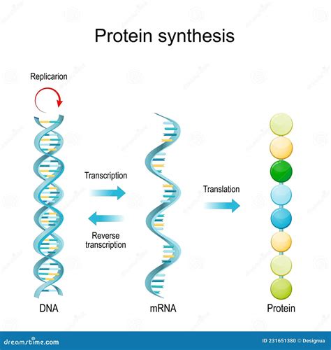 Dna Replication Rna Mrna Protein Synthesis Transcription And