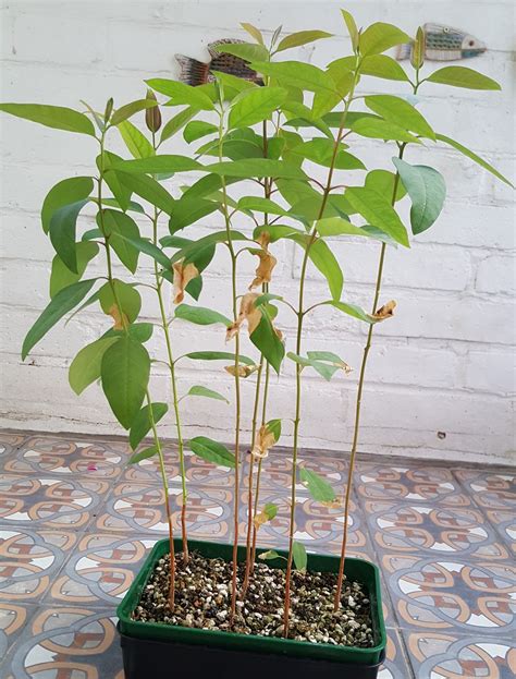 I love their little round leaves and soft green color. Fly Bonsai: Eucalyptus repotting and trunk fusion
