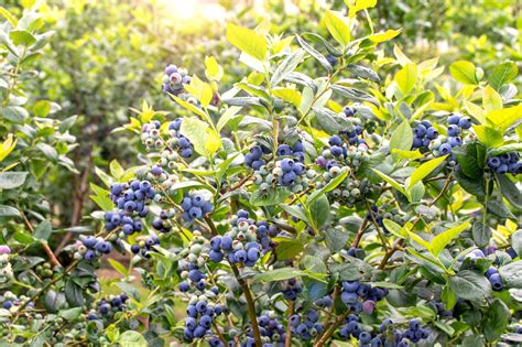 Southern Highbush Blueberries Vaccinium Corymbosum Darrow Food