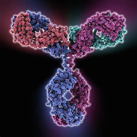 Immunoglobulin G Antibody Molecule Photograph By Science Photo Library