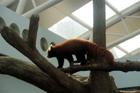 The fungus was collected from ailaoshan nature reserve in jingdong county (yunnan province) in october 2013, and described as a new species three years later. Saw Jia Jia & Kai Kai at Singapore's River Safari ...