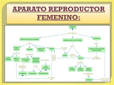 Mapa Conceptual Del Aparato Reproductor Masculino Y Femenino Donos Images