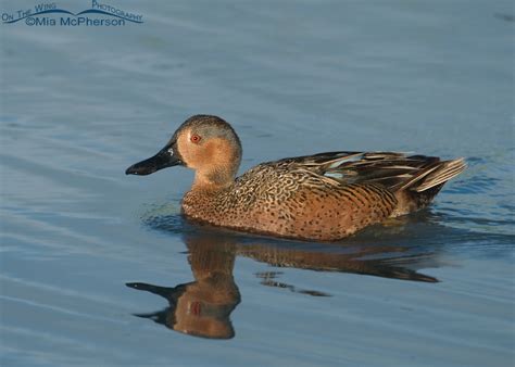 Cinnamon X Blue Winged Teal Hybrid Duck Mia Mcphersons On The Wing