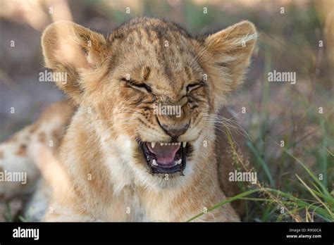 Lion Cub Funny Hi Res Stock Photography And Images Alamy