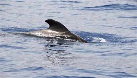 Cosine similarity, which uses the angle between vectors. Similarities Between Whales & Sharks | Sciencing