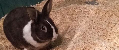Facilitating adoption/fostering of orphaned and abandoned animals. Services