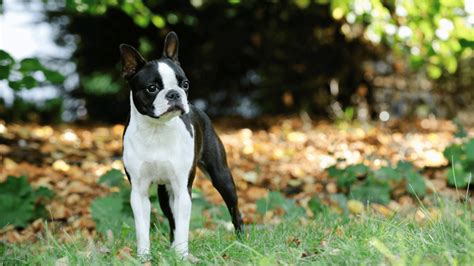 The French Bulldog Boston Terrier Mix Also Known As The Frenchton Is