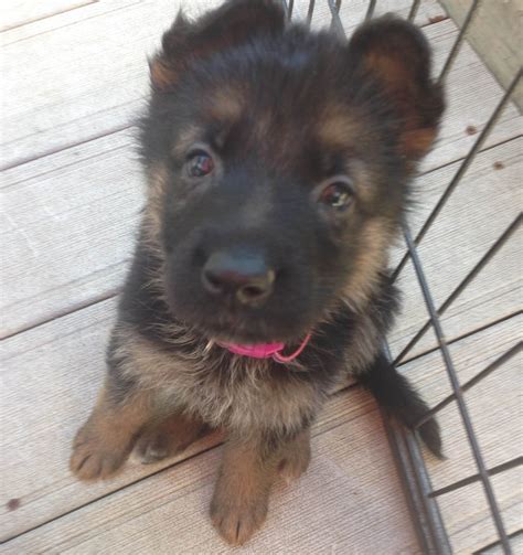 We breed for the love of the animals and because we see a huge need to improve the quality of existing population of german shepherd dogs here, in the midwest. German Shepherd Puppies for Sale Illinois - Roche's German ...