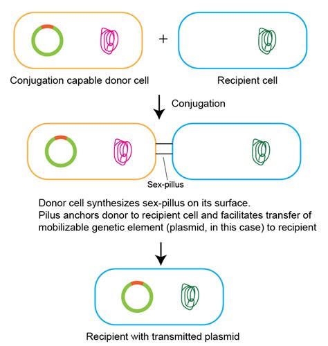 Bacterial Gene Manipulation By Horizontal Gene Transfer Hgt Goldbio