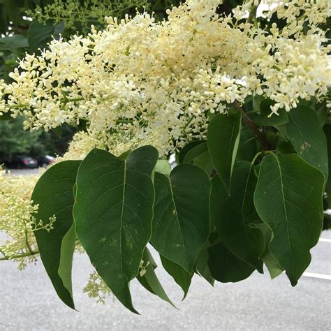 Japanese Tree Lilac Syringa Reticulata Subsp Reticulata Ivory Silk® In The Lilacs Database