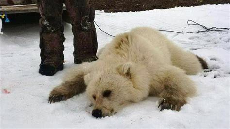 Grizzly Polar Bear Hybrid Could Be Result Of Climate Change Newshub