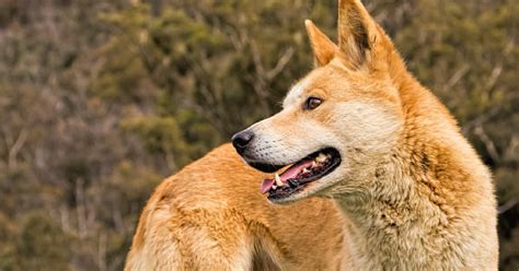 Are Carolina Dogs Good Pets Detailed Guide Temperament And Facts
