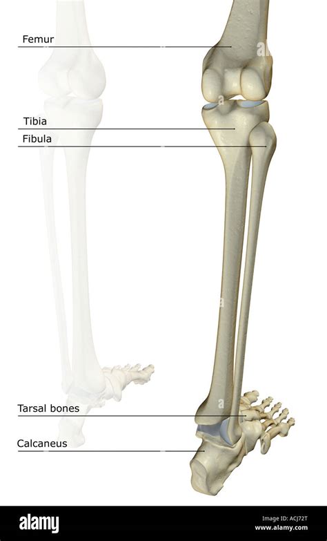 The Bones Of The Leg Stock Photo Alamy