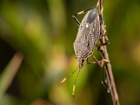 Kissing Bug Vs Stink Bug Lookalike Bugs Set Apart For Kids Kidadl