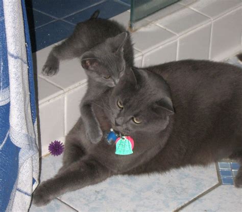 15 Adorable Adult Cats With Their Insanely Cute Mini Me Counterparts