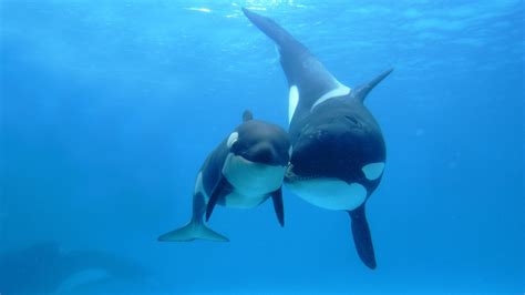 Petrichor 2 whereas many songs on orcas' first album were built from guitar improvisations and impromptu. Did You Know?
