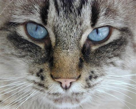 And if you haven't yet been acquainted with this impossibly cute cat then take a look at the pictures below to see what all the fuzz (sorry) is about. Mesmerizing! Fun Facts About Cats Eye Colors - Cole ...