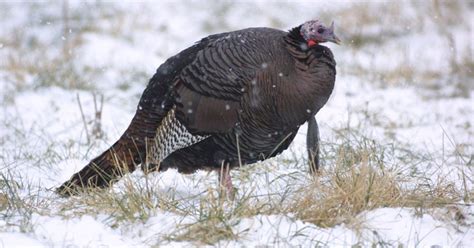 Wisconsin Spring Turkey Hunt Drop Fall Season Start
