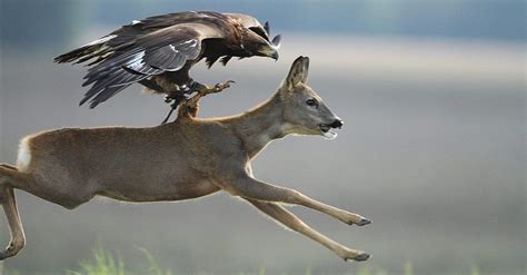 Video Shows Trained Golden Eagle Hunting Deer Getzone