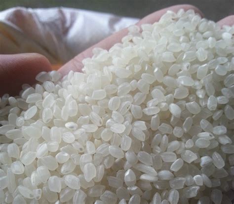 Vietnam Japonica Rice Asia Global Commodities Development Pte Ltd