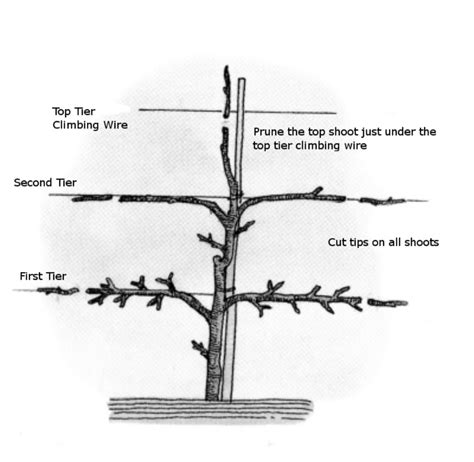 How To Form An Espalier With Your Maiden Apple Tree 9 Steps