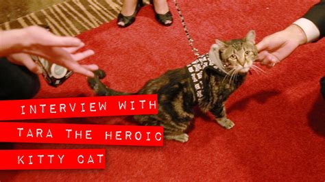interview with tara the heroic cat youtube