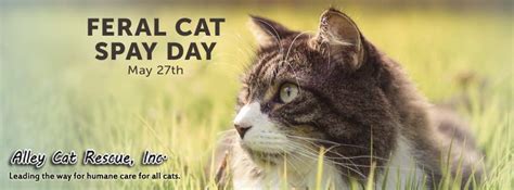 Feral Cat Spay Day Is May 27 Hyattsville Md Patch