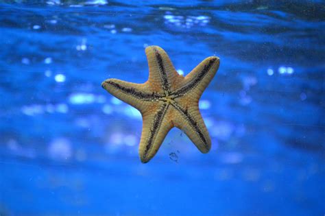 Free Images Water Underwater Blue Starfish