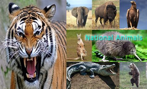Countries And Their National Animals National Animals Of The World